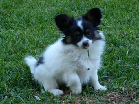 Femelle papillon tricolore 2000 64122 Urrugne