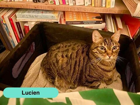 Lucien, chat tigr&eacute; &agrave; adopter 200 44100 Nantes