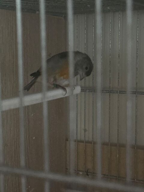 Tarin de Venezuela 50 92600 Asni�res-sur-seine