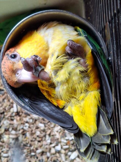 CAIQUE A VENTRE BLANC 700 13380 Plan-de-cuques