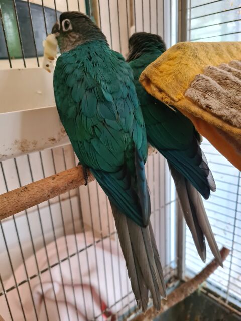 Conure 3mois turquoise 150 02100 Saint-quentin