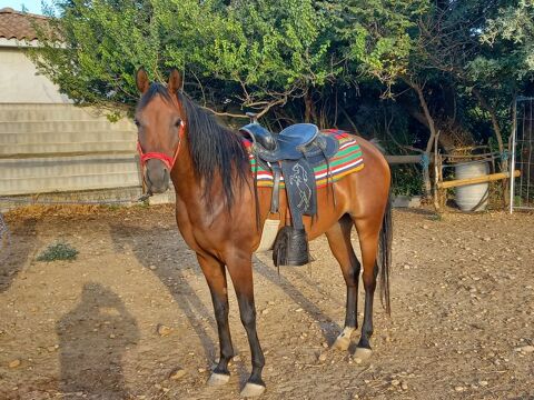 pouliche pur sang arabe pp 4500 84700 Sorgues