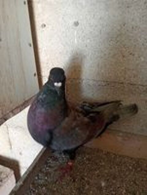   PIGEONS HUBBELL 