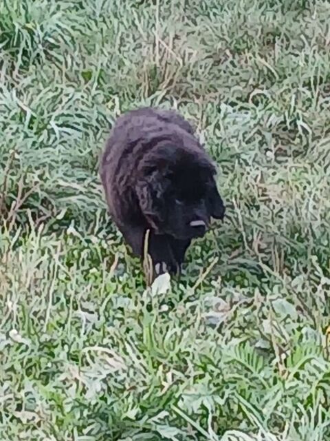 Chiots terre neuve 1500 88110 Raon-l'tape