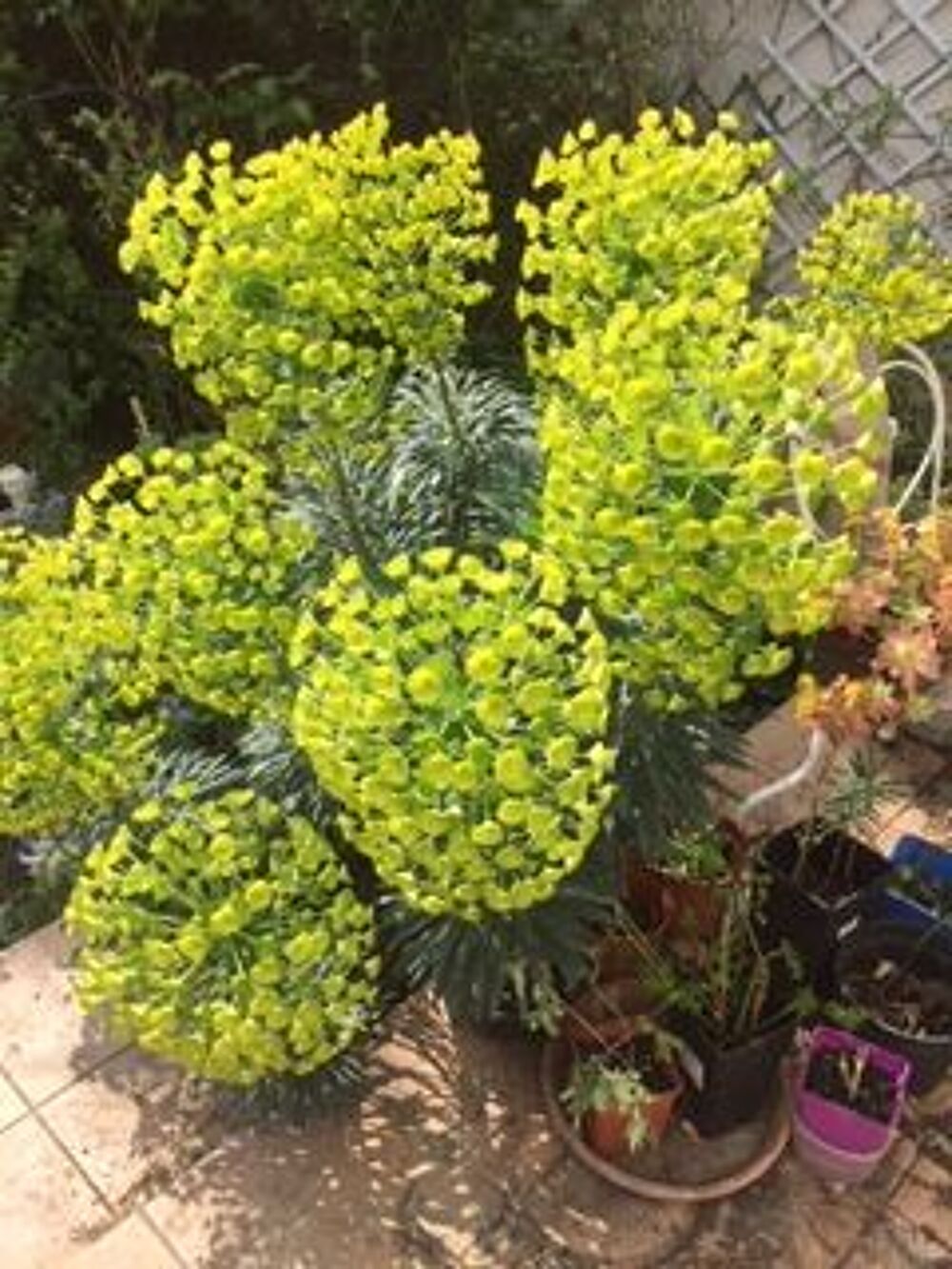 EUPHORBE Jardin