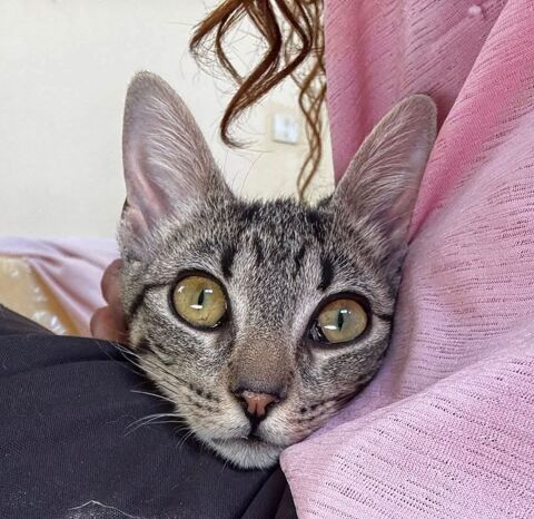 JESSY 230 27620 Gasny