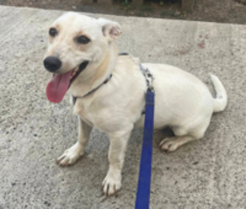   A L'ADOPTION BRUNO 