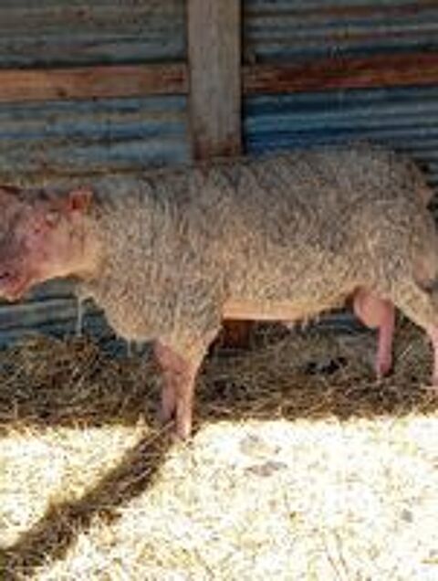   Mouton rouge de l'ouest de 6 ans 
