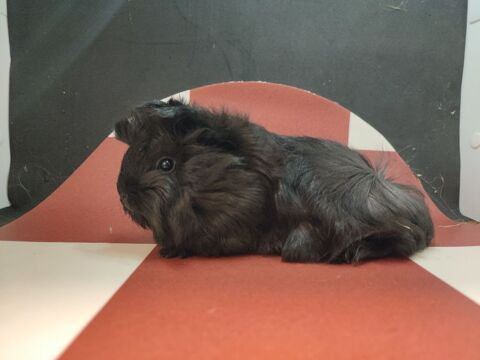 Cochon d'Inde 35 17000 La rochelle