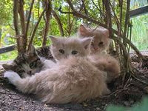   Chatons à placer entre de bonnes mains 