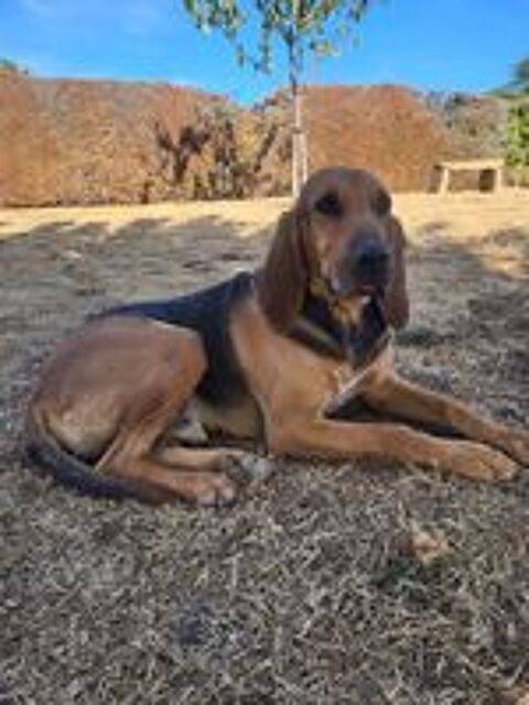   Chiots de chasse  