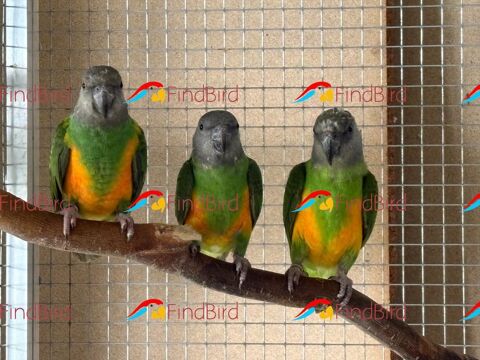 Youyou du S&eacute;n&eacute;gal 300 57200 Sarreguemines