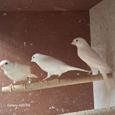   couple de canaris blancs ou oranges 