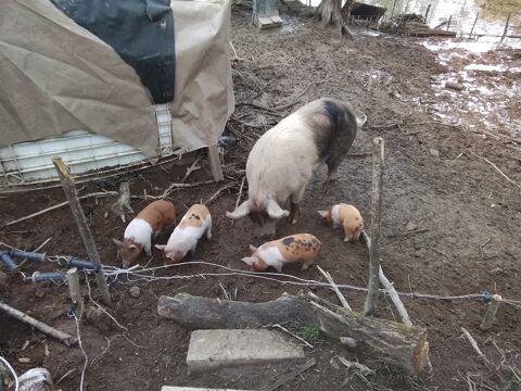 Cochons,  Truie, Porcelets cul noir du Limousin 90 24300 Abjat-sur-bandiat