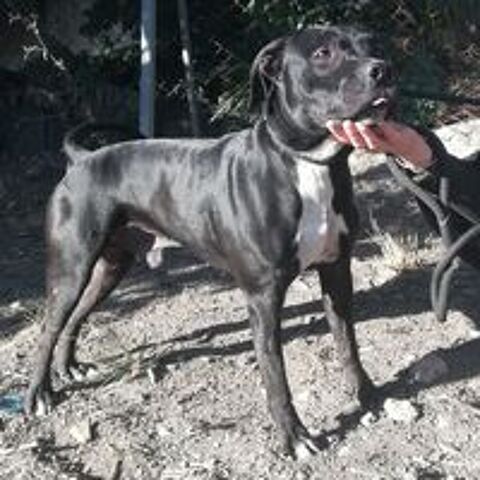   ARISTOTE, croisé labrador 4 ans 