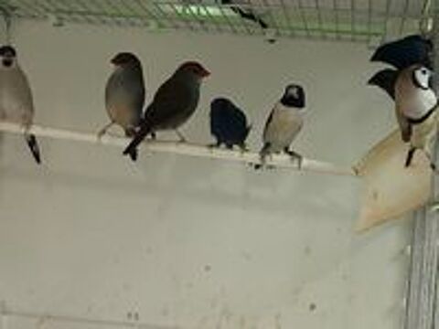   Oiseaux exotiques 