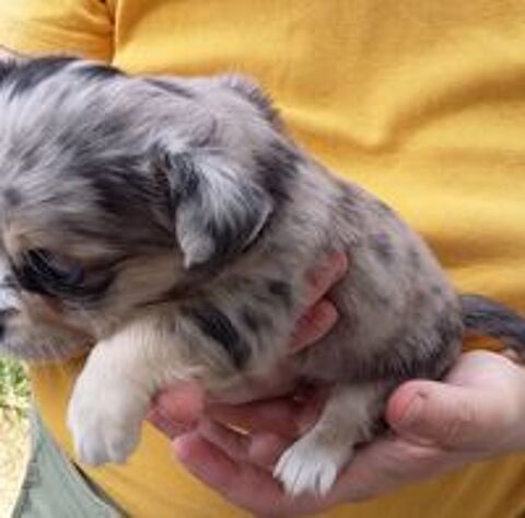   Disponible chihuahua non lof poils longs 