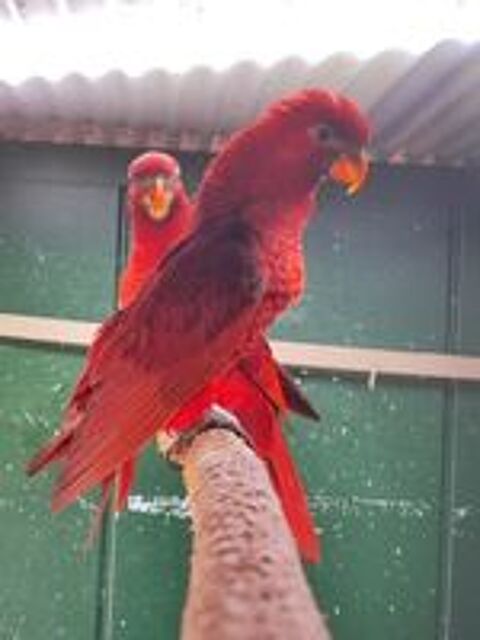   loris cardinal  