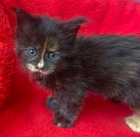   Maine Conn Chatons gros gabarit 