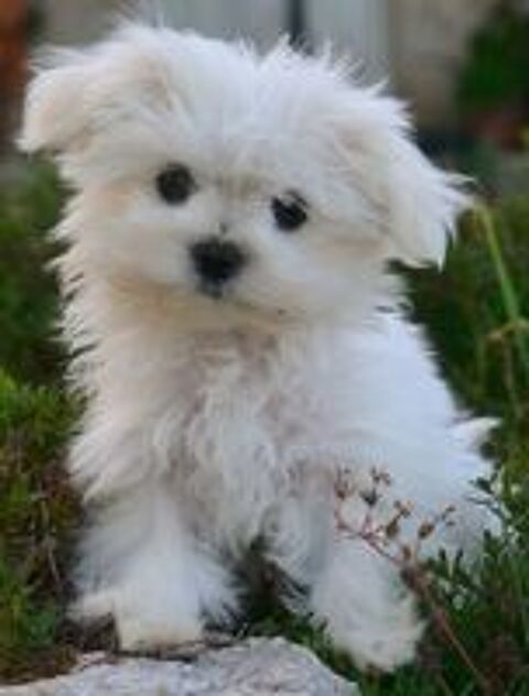   Adorable femelle bichon maltais miniature 