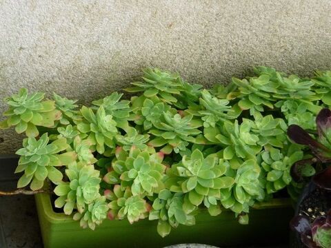 Boutures de plantes grasses diverses vari�t�s 5 Celles-sur-Belle (79)