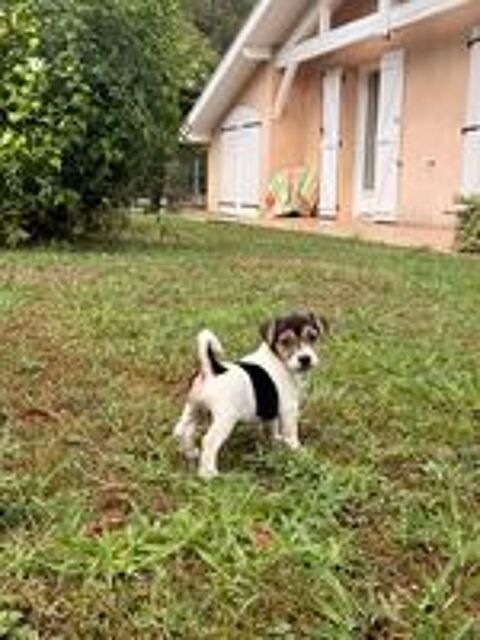   Chiot Jack Russel 