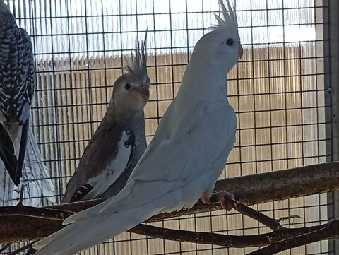 Couple calopsittes blanche et porteur blanc 80 01170 S�gny
