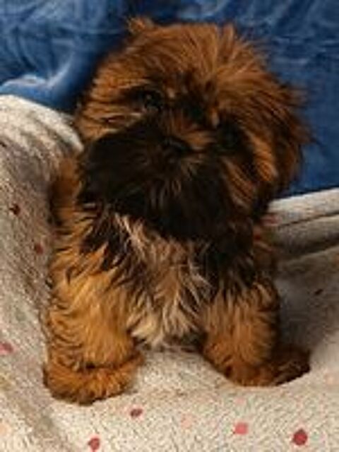   Shih tzu 