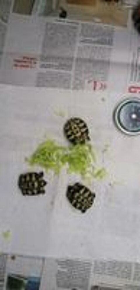   Tortues terrestres  