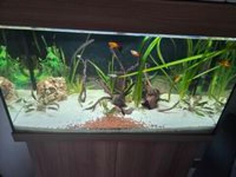   Aquarium  