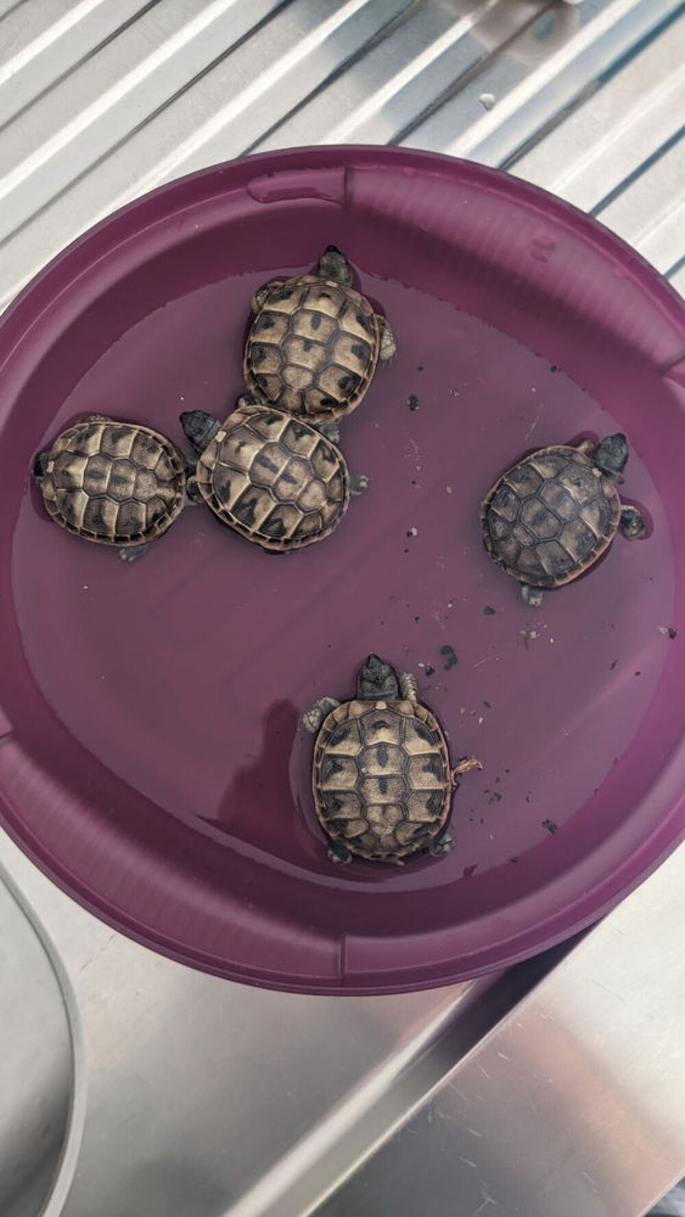   tortues grecque 