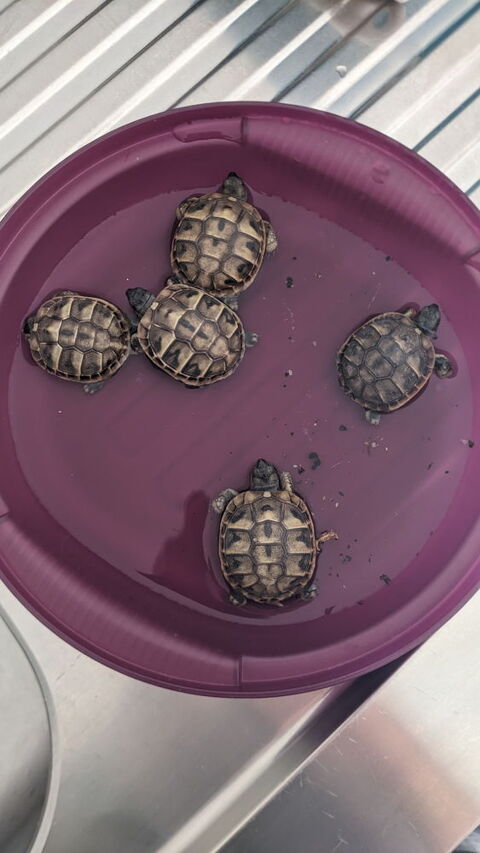 tortues grecque 70 85500 Les herbiers