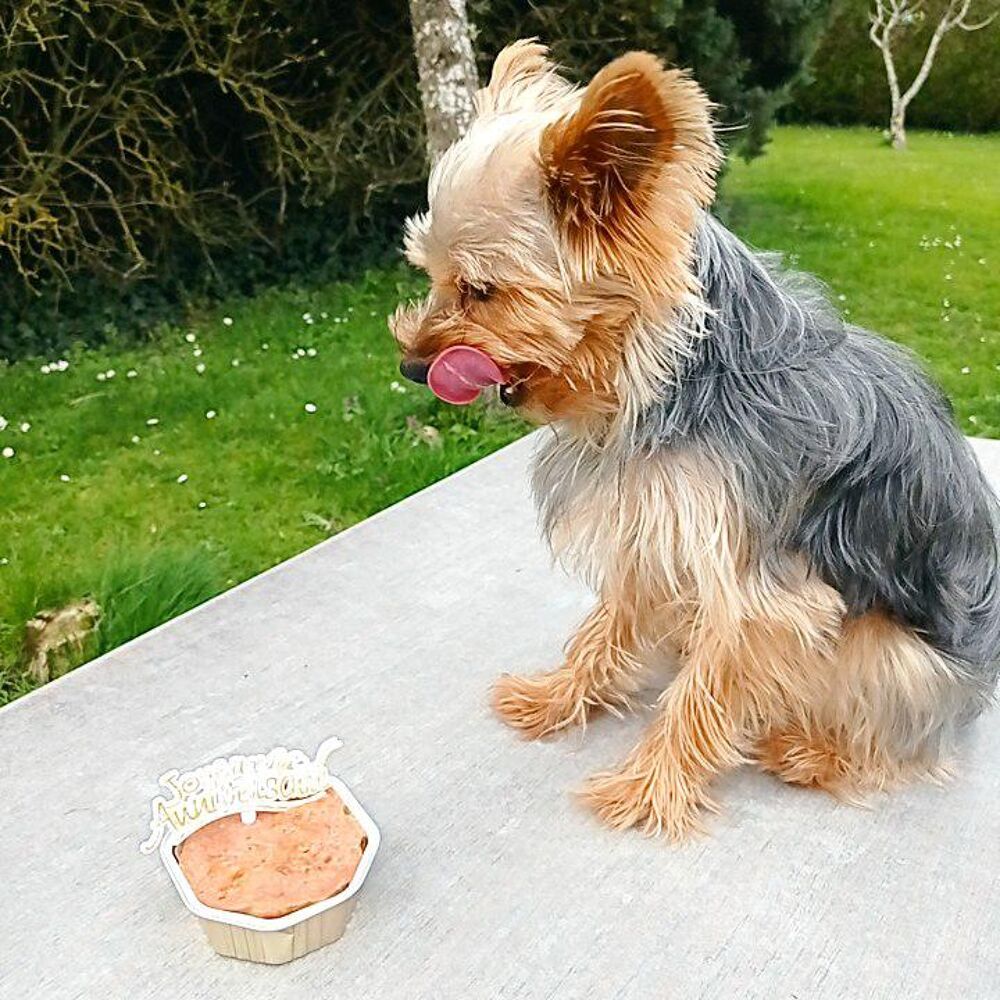   Yorkshire m�le pour saillie 