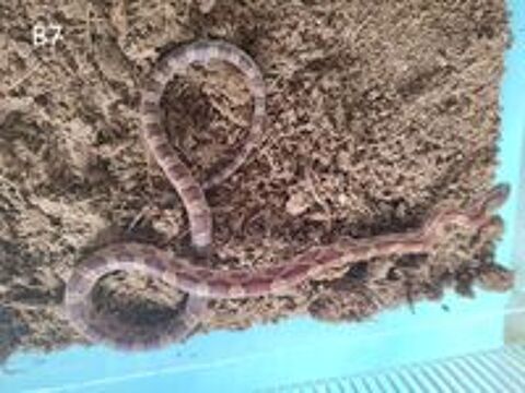  Serpent des bl�s - Elaphe 
