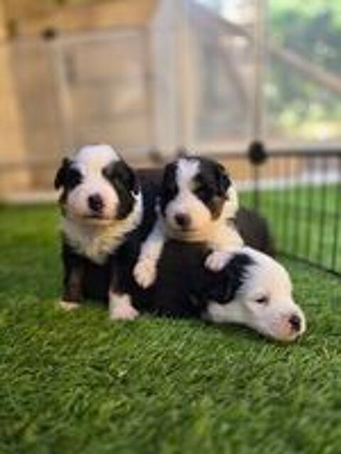   Chiot berger americain miniature lof 