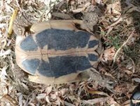   Tortue femelle Hermann 