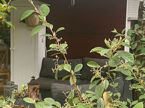  Appartement � louer 3 pi�ces 50 m�