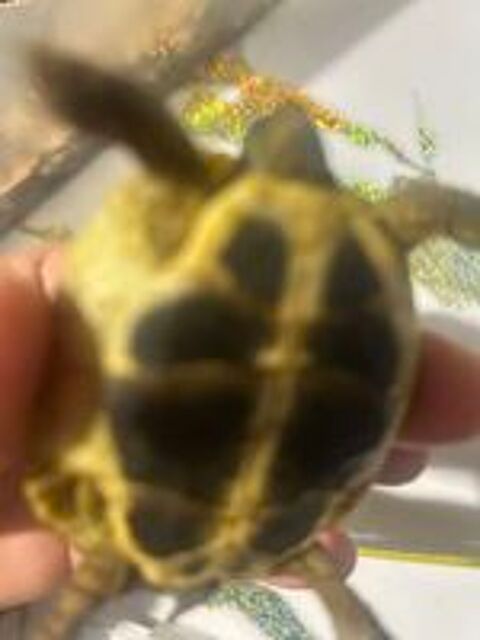   Tortues terrestres de 1 ans 