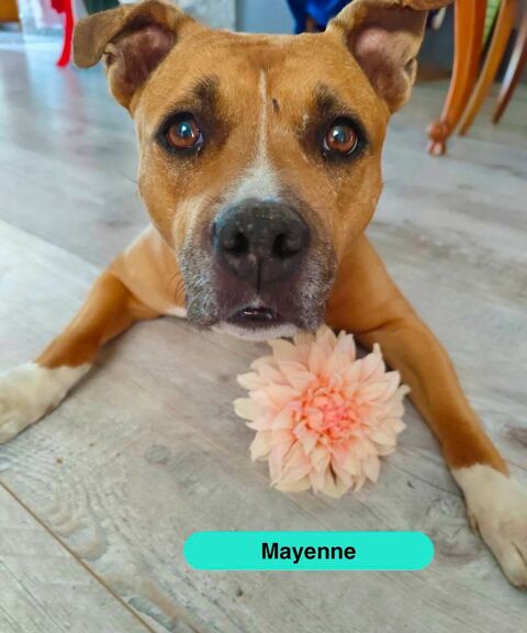 Mayenne, american staffordshire terrier &agrave; adopter 220 18500 Foëcy