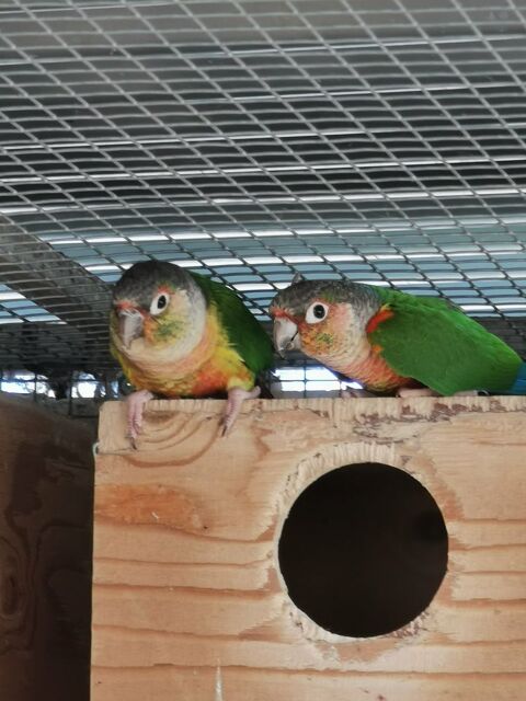 connures et calopsitte 100 59330 Saint-remy-du-nord