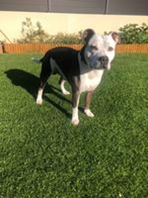   Saillie Staffie 