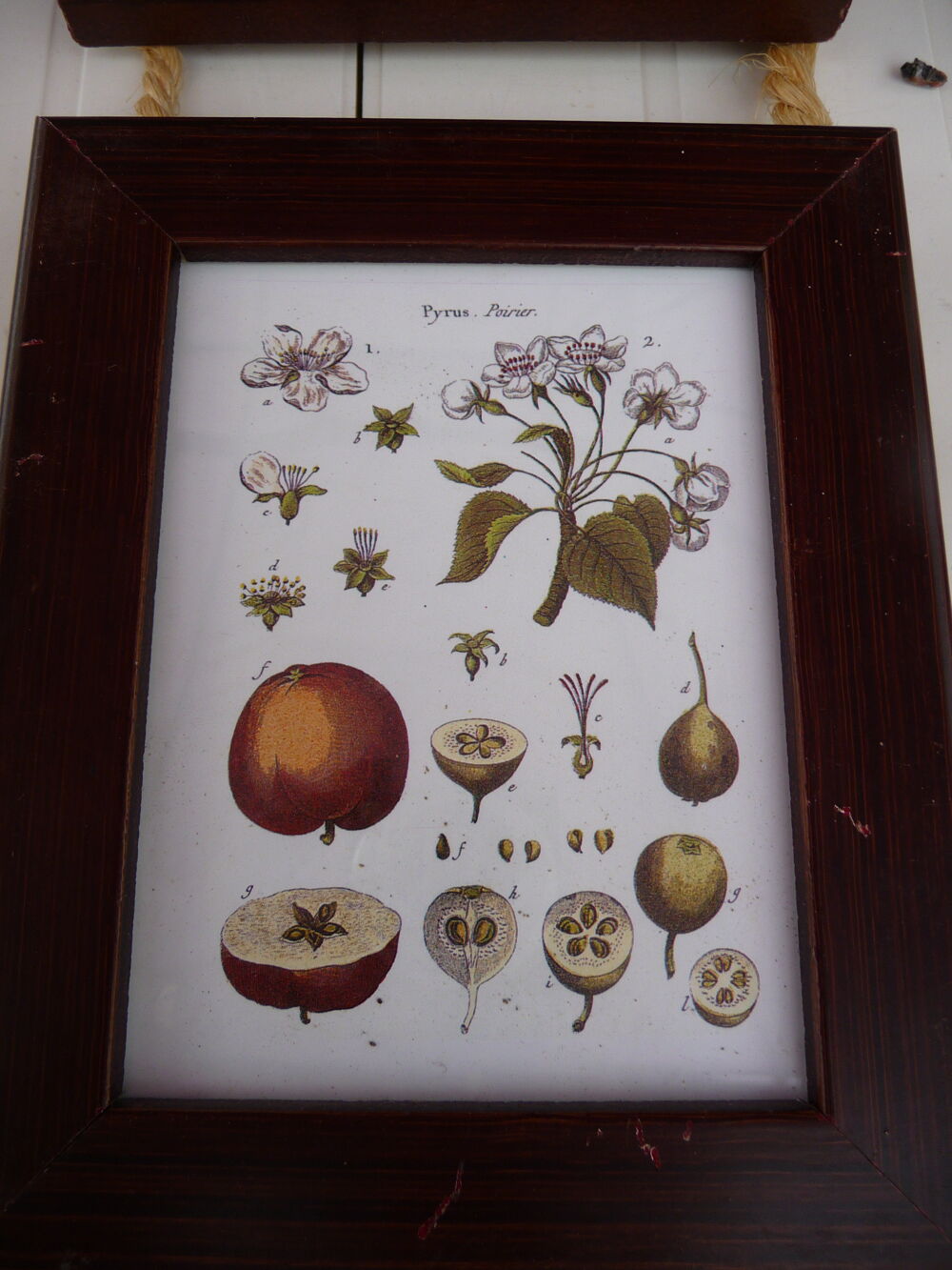 3 CADRES FLEURS FRUITS RELIES ENTRE EUX A SUSPENDRE NEUF Dcoration