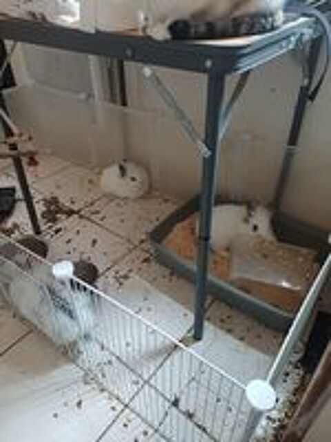   Lapin nain de 2 mois 