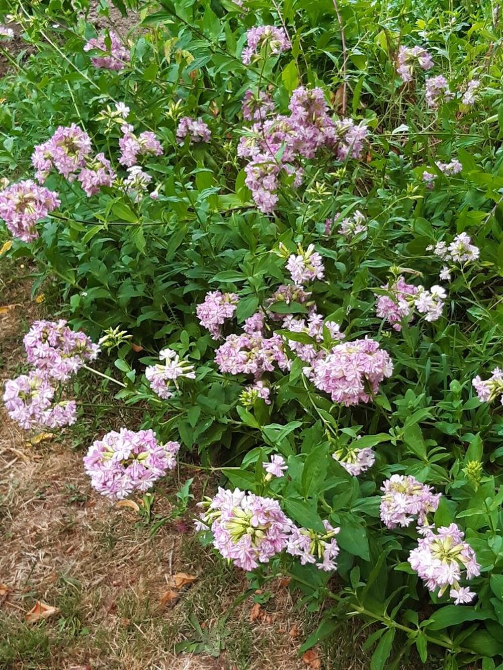 Plants de saponaires doubles Jardin