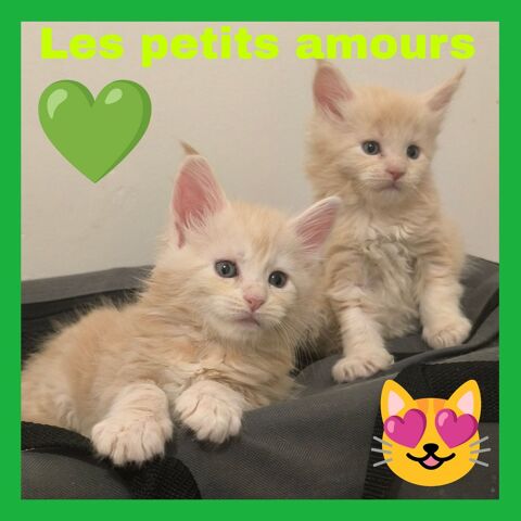 Maine coon LOOF  1400 77460 Souppes-sur-loing