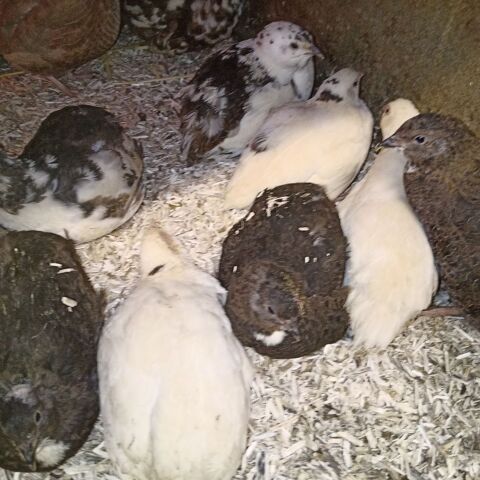 Cailles 7semaines - 5 a 7e 5 86340 Roches-pr�marie-andill�