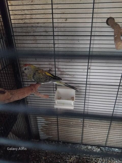 oiseaux 25 49100 Angers