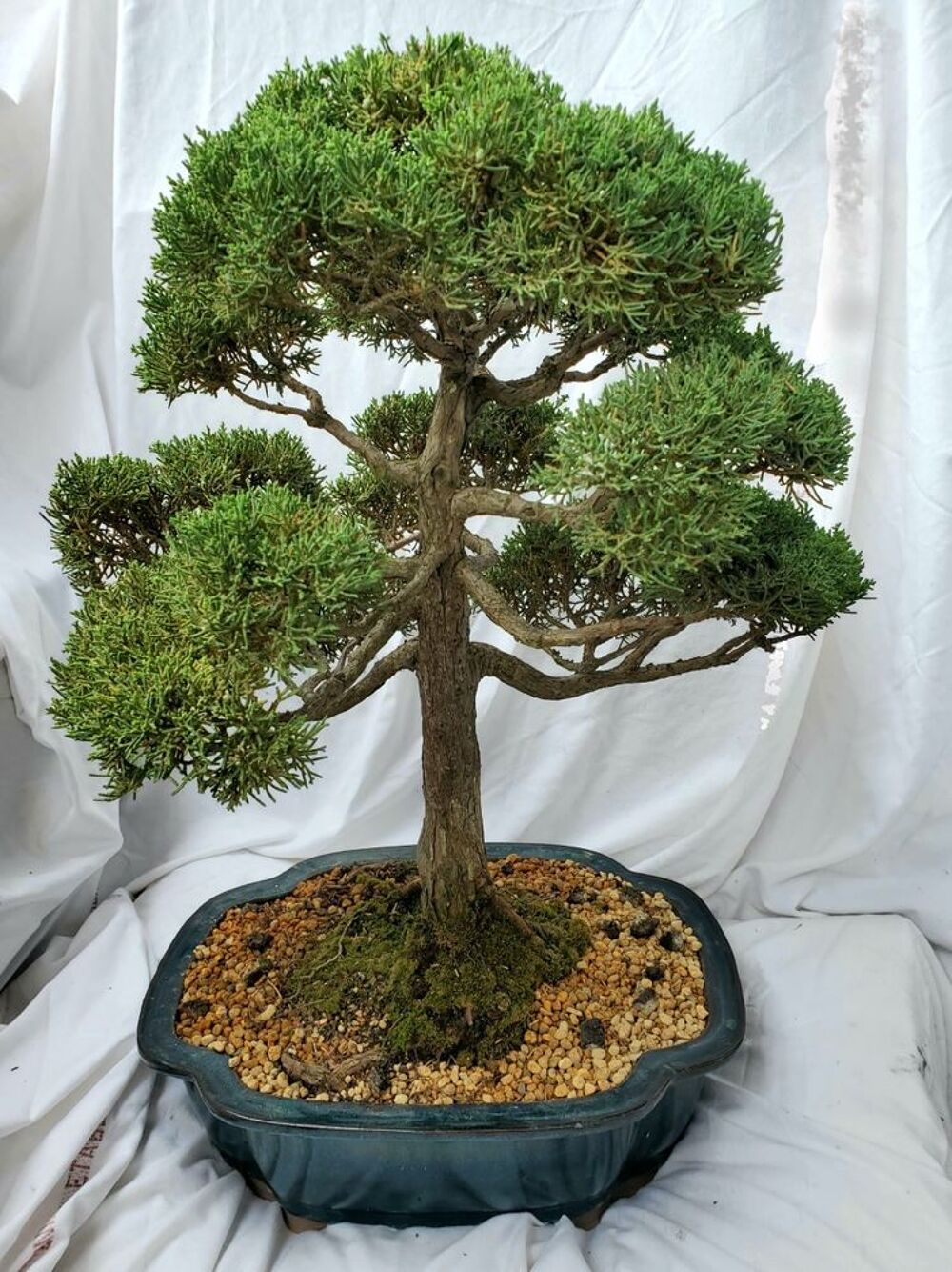 Achetez bonsaï genévrier occasion, annonce vente à Bègles (33