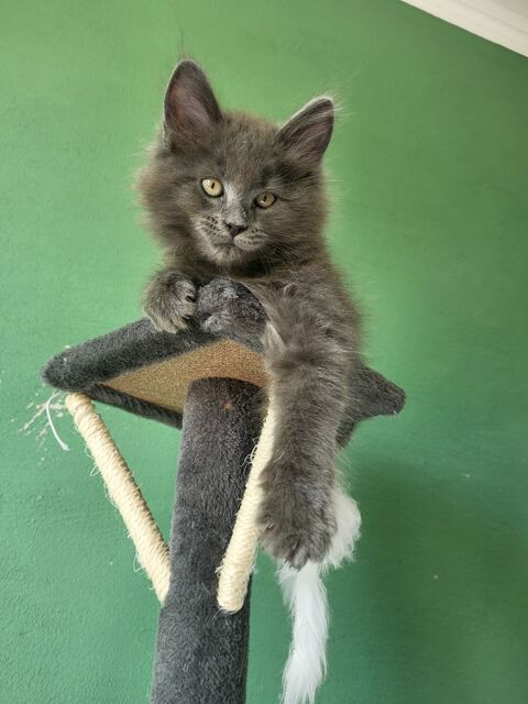 Chatons Maine Coon 700 02270 Chalandry