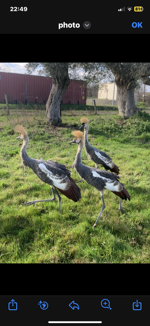 Cèdes 
Grues couronnées 1400 31600 Lherm